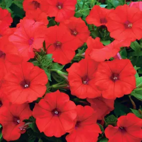 Wave Petunia