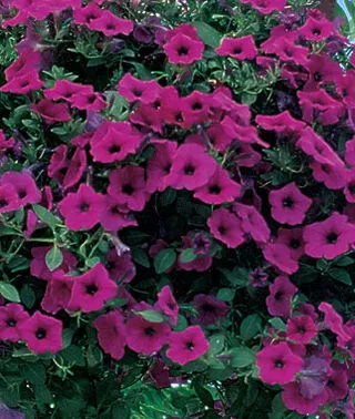 Wave Petunia