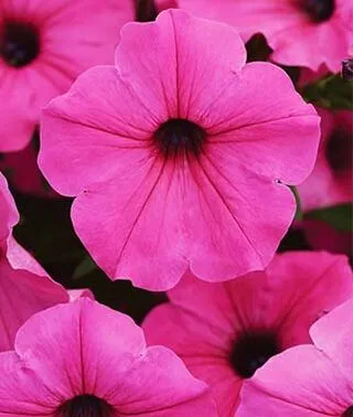 Wave Petunia