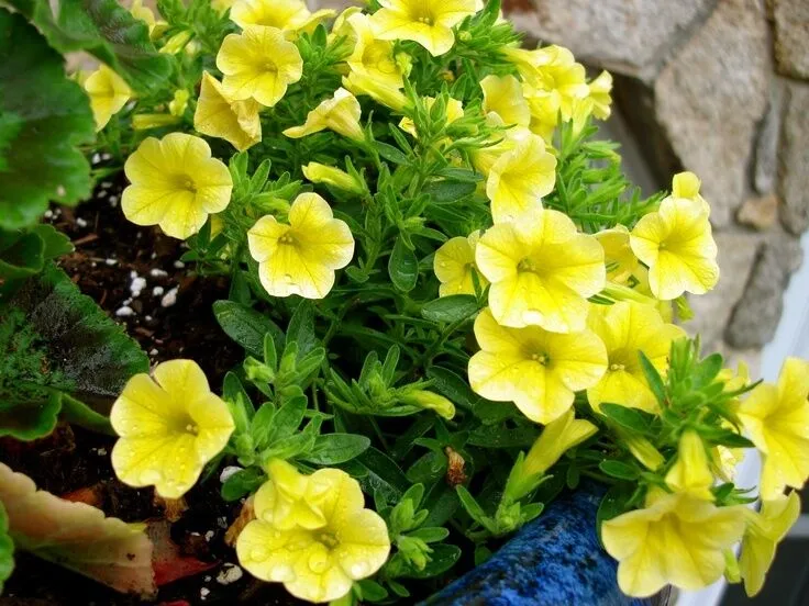 Wave Petunia